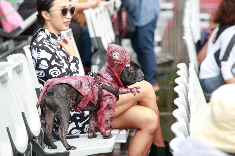 Operába öltöztek a kutyák - vicces fotók