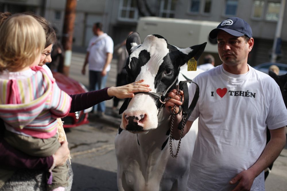 Sok fővárosi nézte meg az állatokat