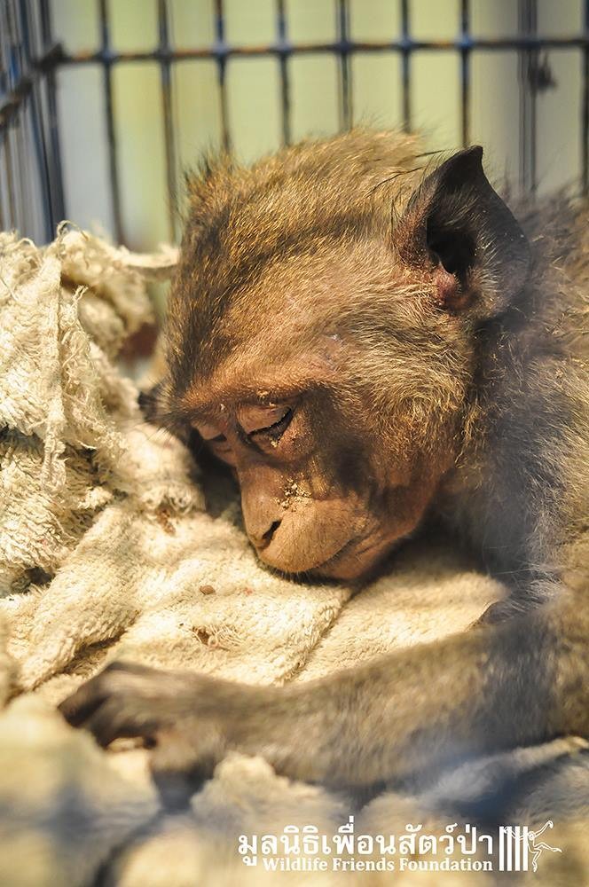 Visszatérhetett otthonába a sérült kismajom