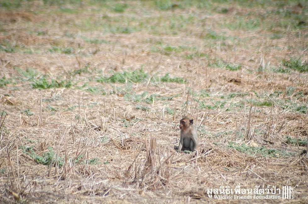 Visszatérhetett otthonába a sérült kismajom