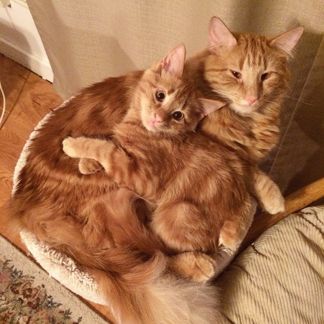 Örök barátságot kötött mini hasomnásával a cica Örök barátságot kötött mini hasomnásával a cica