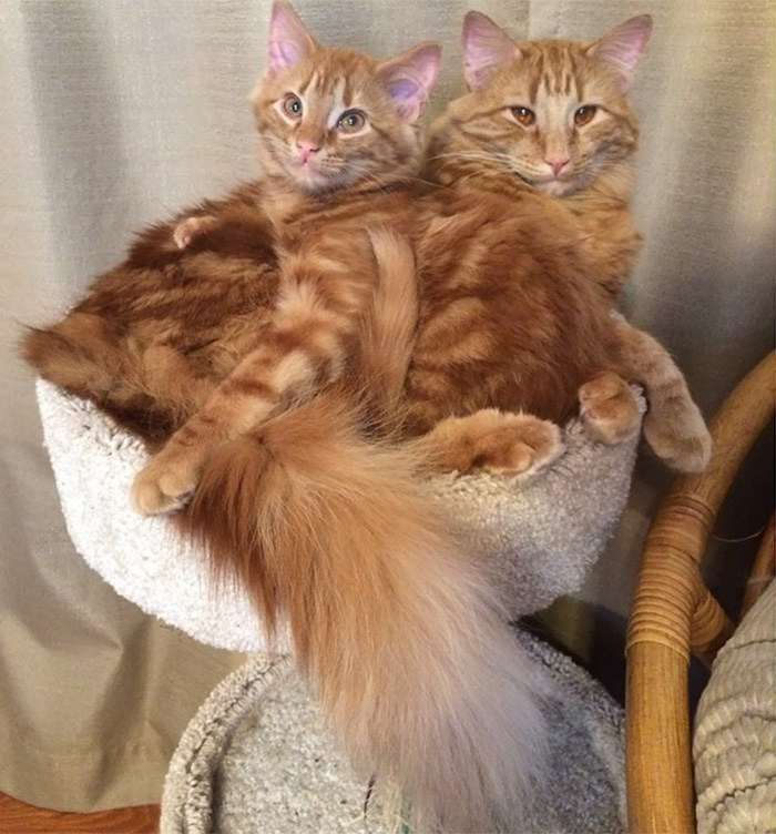 Örök barátságot kötött mini hasomnásával a cica Örök barátságot kötött mini hasomnásával a cica