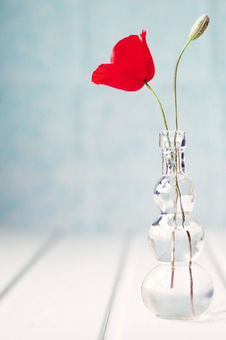 Már nem kell sokat várni a pipacsra. És ugye milyen jól mutat egy egyszerű üvegvázában?