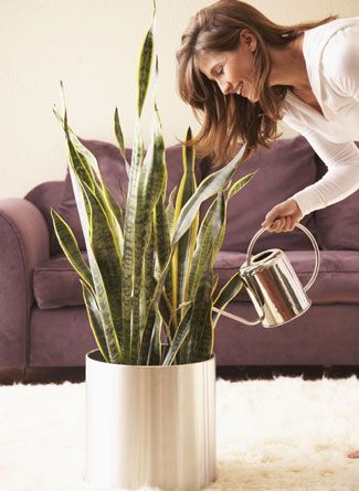 A kedvenc top 10 szobanövények közé tartozik az anyósnyelv.