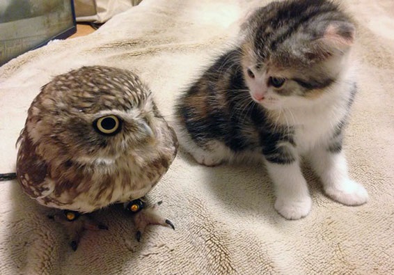 Megható szeretet: összebújva alszik a cica és a kuvik Megható szeretet: összebújva alszik a cica és a kuvik