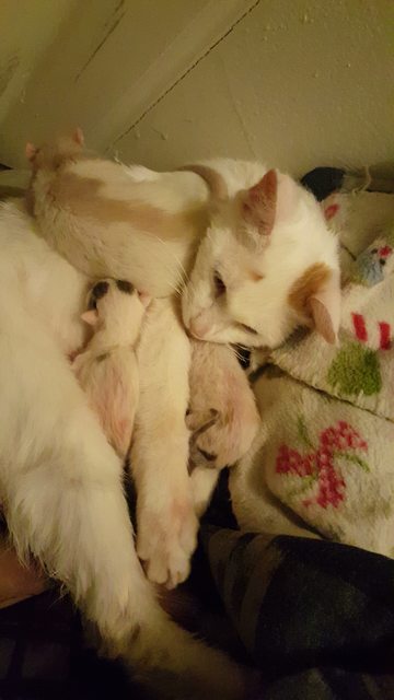 Ilyet még nem láttál: patkány nyugtatta meg a cicamamát Ilyet még nem láttál: patkány nyugtatta meg a cicamamát