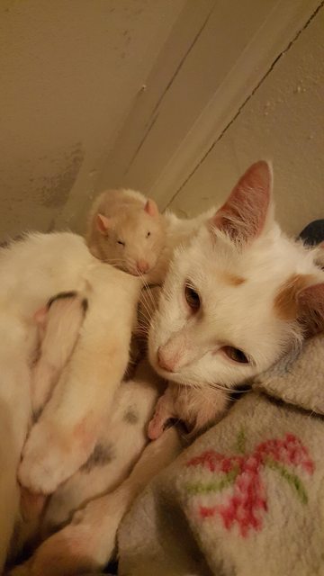 Ilyet még nem láttál: patkány nyugtatta meg a cicamamát