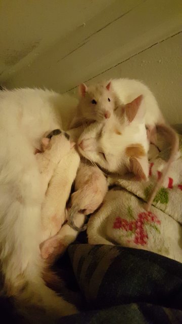 Ilyet még nem láttál: patkány nyugtatta meg a cicamamát Ilyet még nem láttál: patkány nyugtatta meg a cicamamát