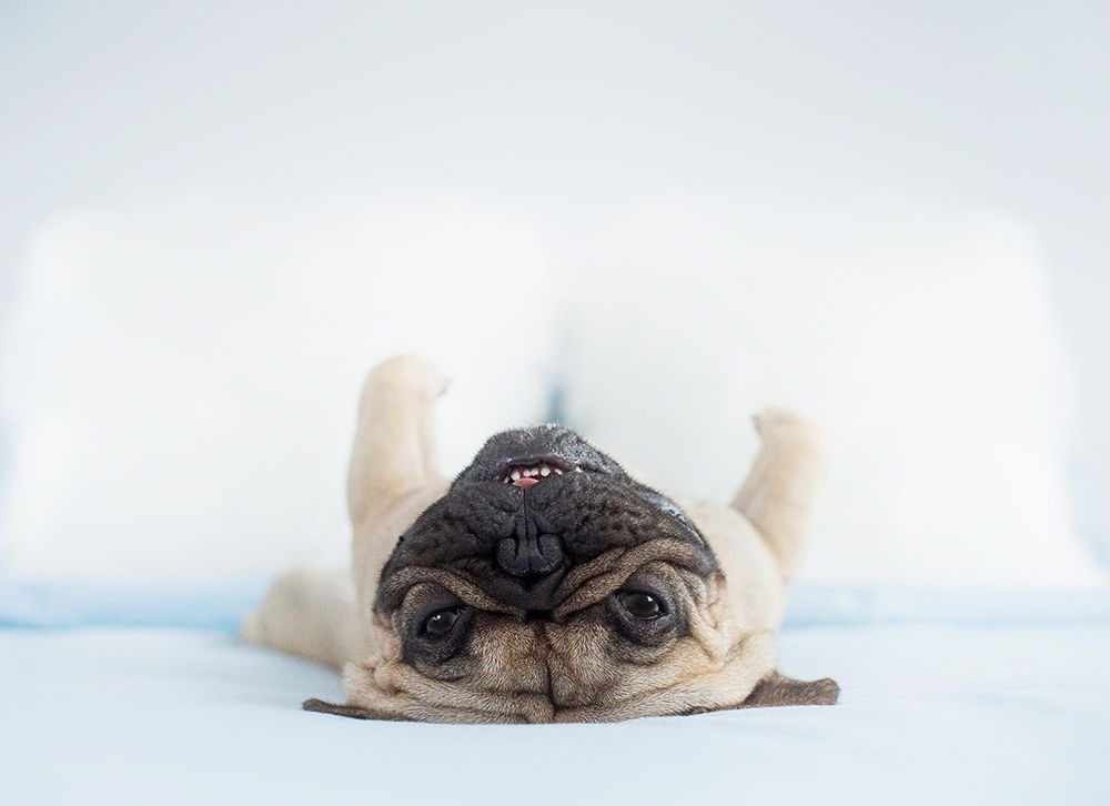 Nézz más szögből a kutyákra ezeken a derűs fotókon!