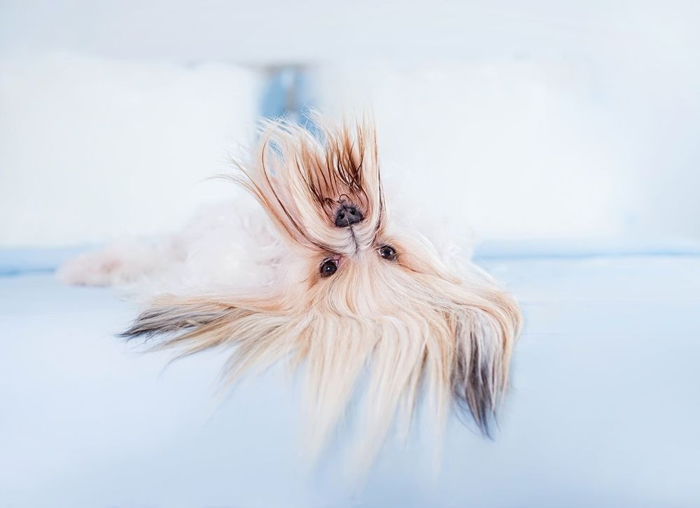 Nézz más szögből a kutyákra ezeken a derűs fotókon!