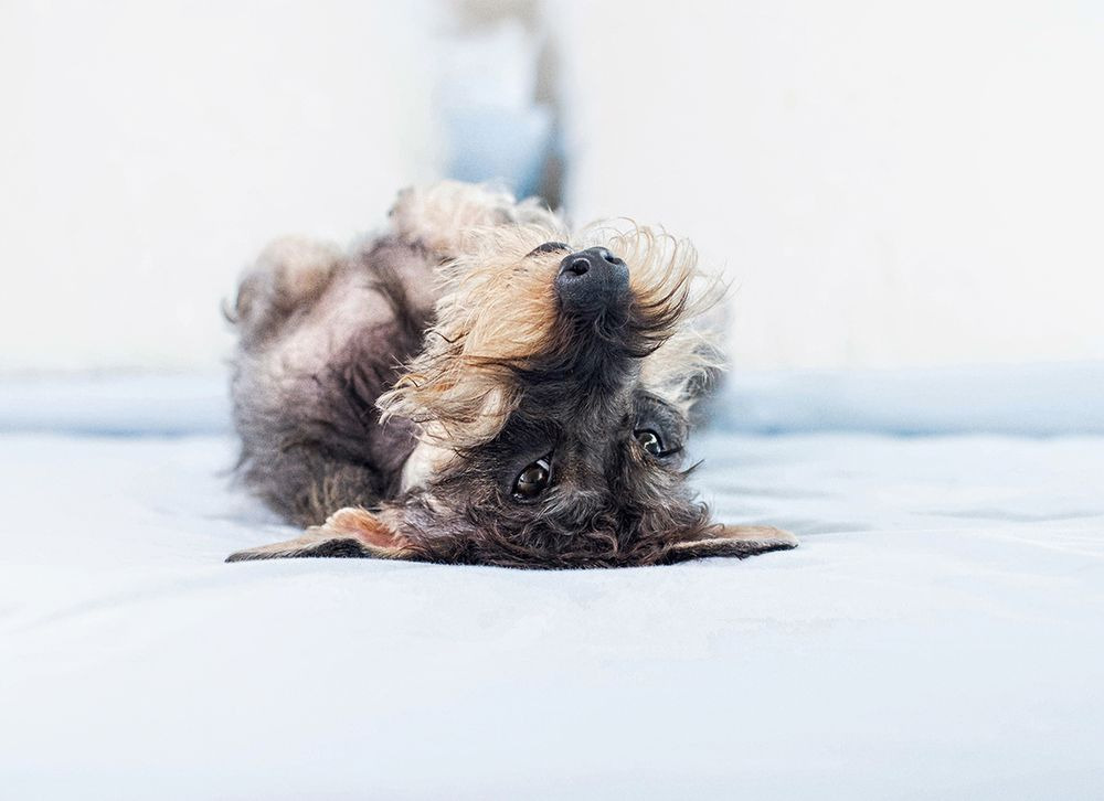 Nézz más szögből a kutyákra ezeken a derűs fotókon!