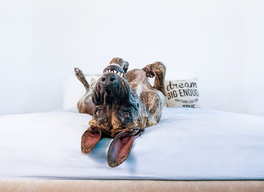 Nézz más szögből a kutyákra ezeken a derűs fotókon!