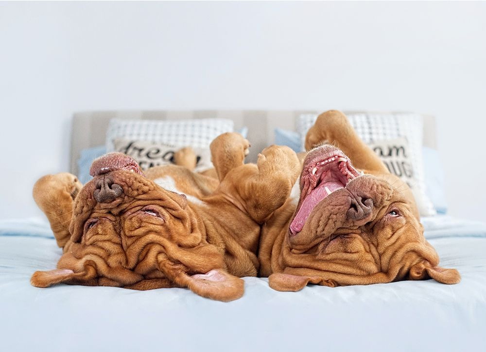 Nézz más szögből a kutyákra ezeken a derűs fotókon!