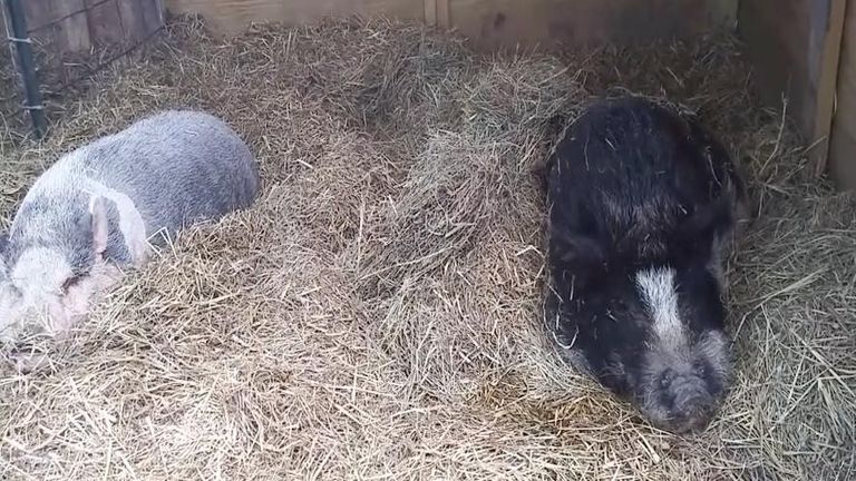 Ivy és Herman egy ólban laktak