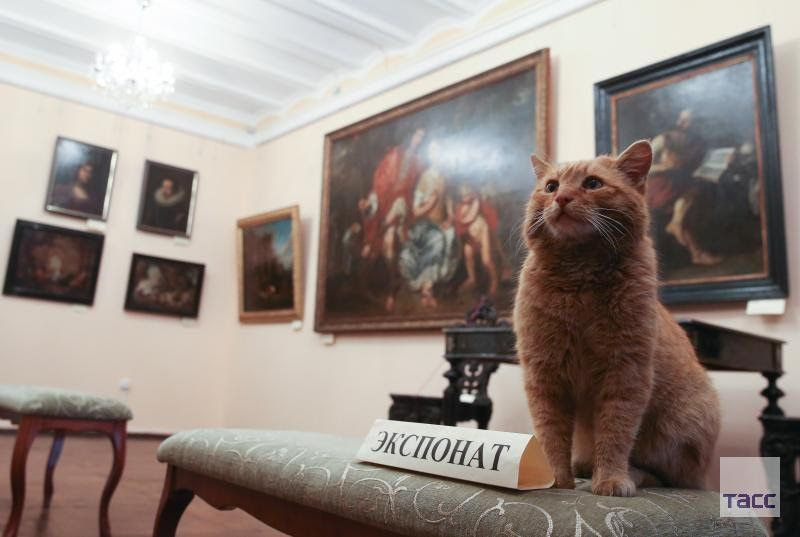 Hatalmas vörös macskát vett alkalmazásba az orosz múzeum - képek