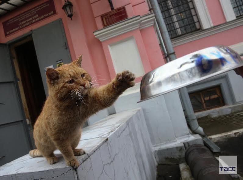 Hatalmas vörös macskát vett alkalmazásba az orosz múzeum - képek