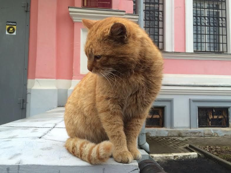Hatalmas vörös macskát vett alkalmazásba az orosz múzeum - képek