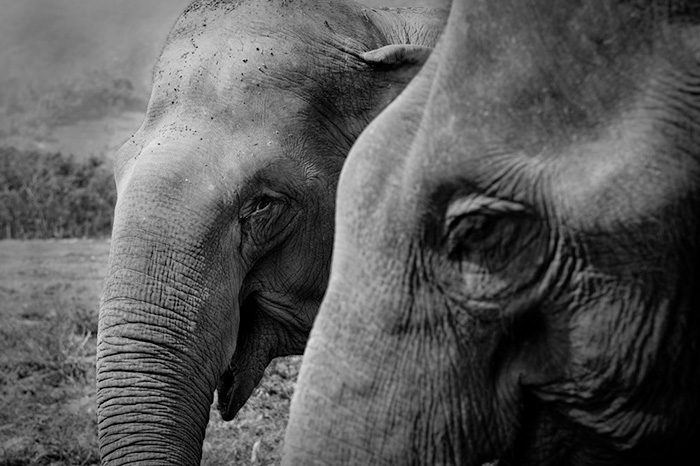 Megható: sírva próbálta megakadályozni barátja temetését a vak elefánt Megható: sírva próbálta megakadályozni barátja temetését a vak elefánt