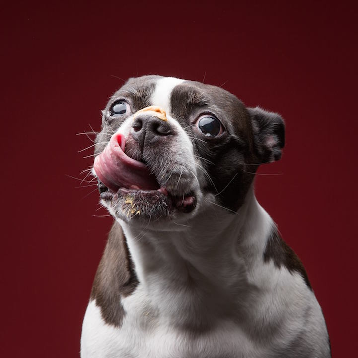 Nézegess fotókat mogyoróvajat nyalogató kutyákról!