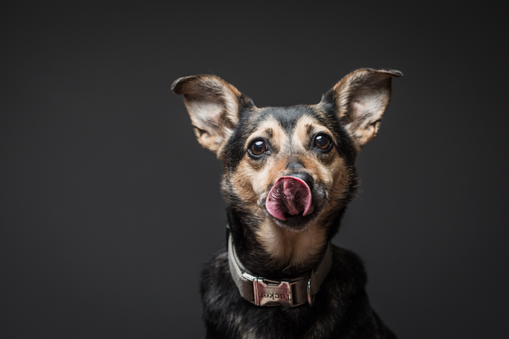 Nézegess fotókat mogyoróvajat nyalogató kutyákról!