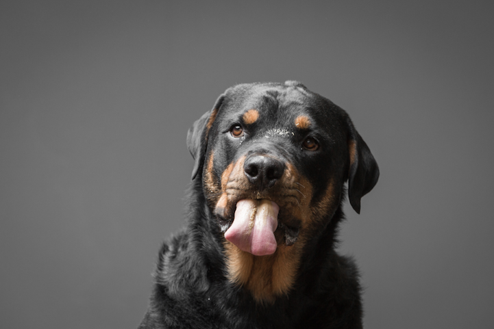 Nézegess fotókat mogyoróvajat nyalogató kutyákról!