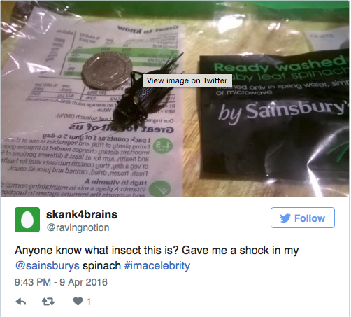 Hatalmas bogár figyelt a bolti spenótban Hatalmas bogár figyelt a bolti spenótban