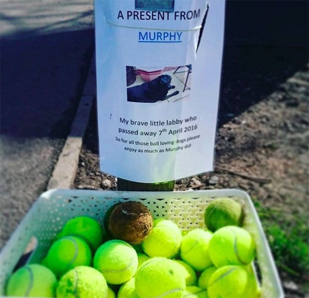 Megható emléket állított halott kutyájának Megható emléket állított halott kutyájának