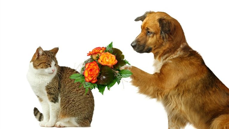 Így kell rendesen bocsánatot kérni