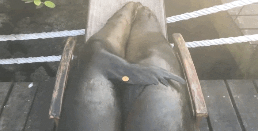 Napozóágyakon lazítottak a fókák - videó