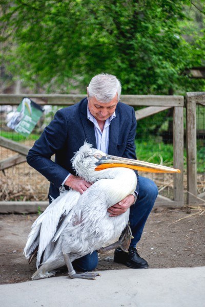 Páratlan páros: pelikánt pesztrál a prágai professzor