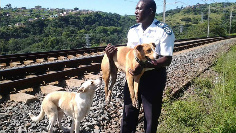 Nem mozdult haldokló barátja mellől a hűséges kutya