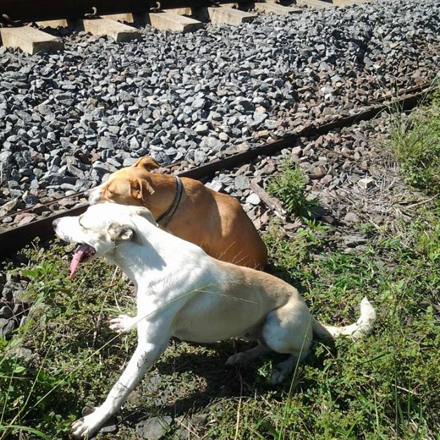 Nem mozdult haldokló barátja mellől a hűséges kutya