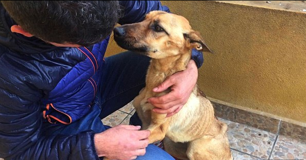 Menni sem tudott az éheztetett kutya, mikor rátalálták – most nézzétek meg