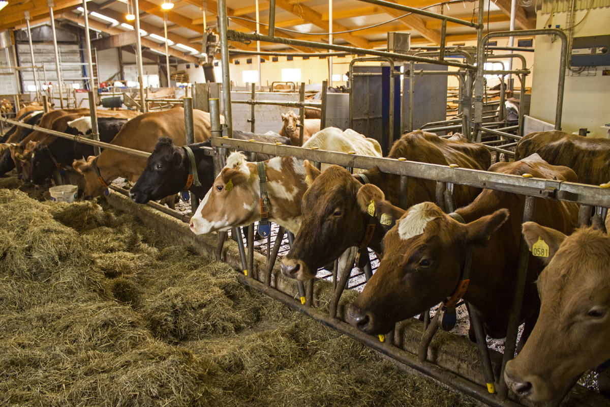 15 dolog, ami csak Izlandon eshet meg veled