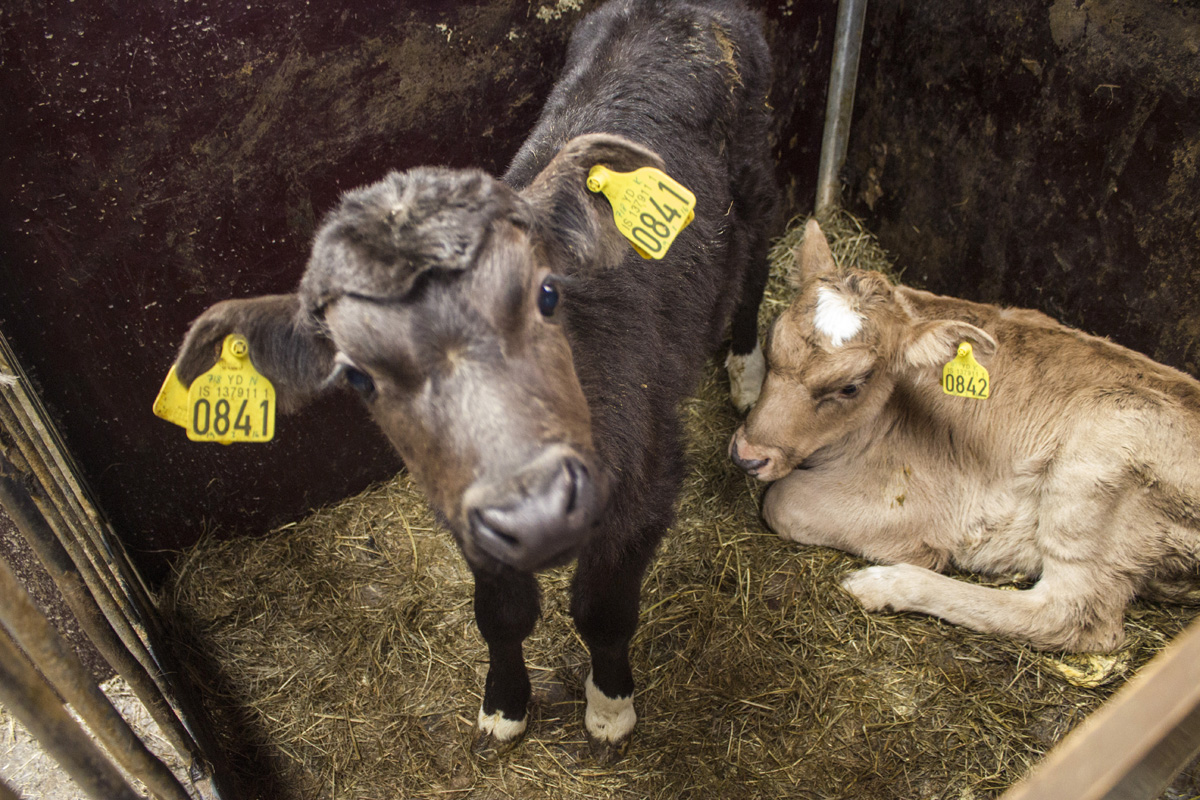 15 dolog, ami csak Izlandon eshet meg veled