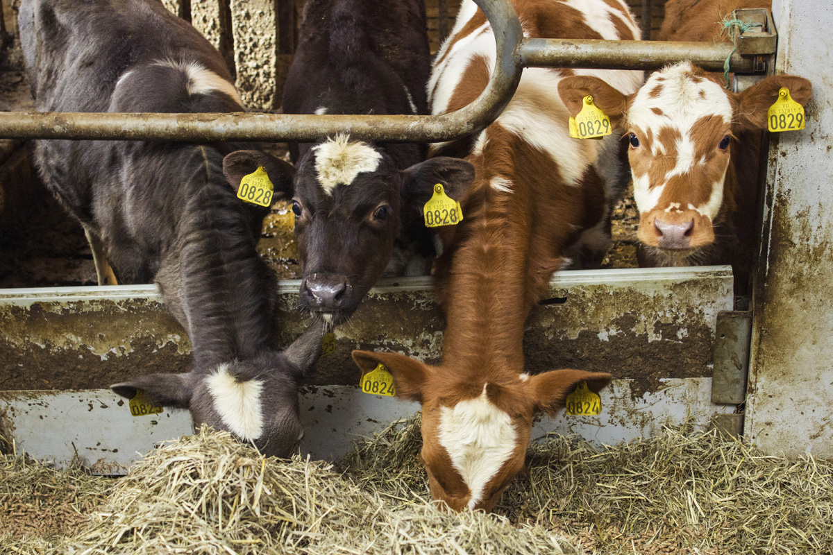 15 dolog, ami csak Izlandon eshet meg veled