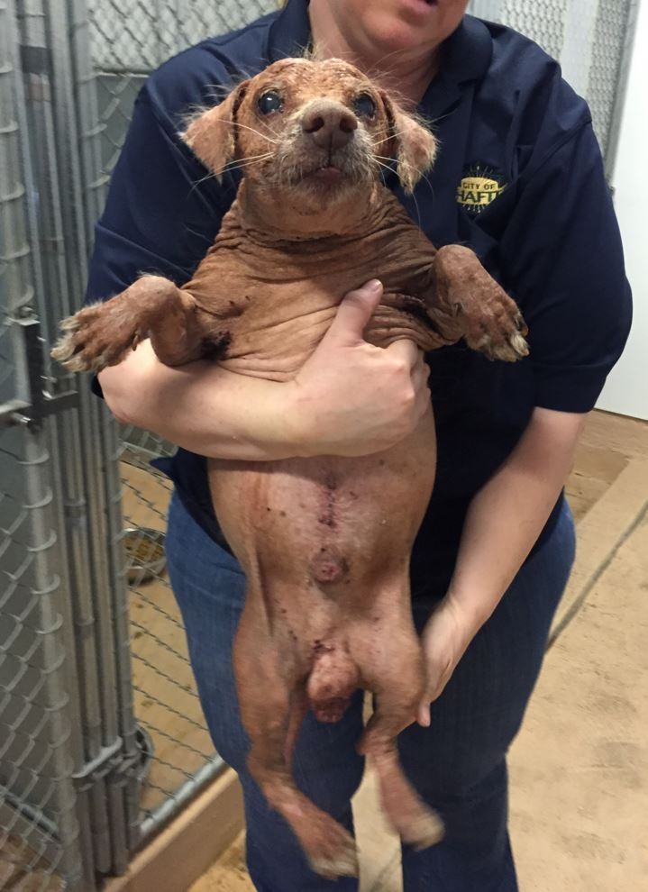 Jóra fordult a borzasztó körülmények között tartott vak és rákos kutya sorsa