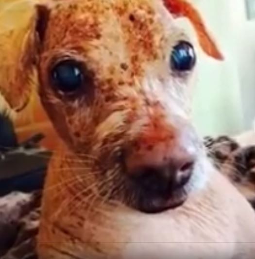 Jóra fordult a borzasztó körülmények között tartott vak és rákos kutya sorsa