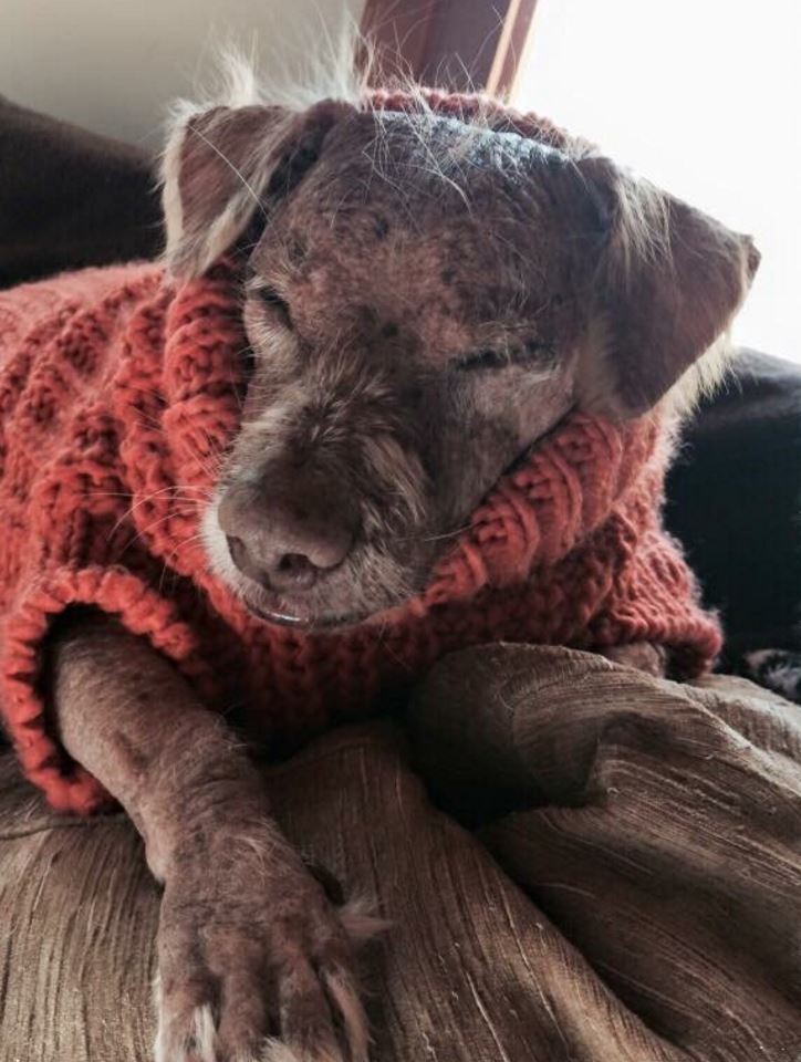 Jóra fordult a borzasztó körülmények között tartott vak és rákos kutya sorsa