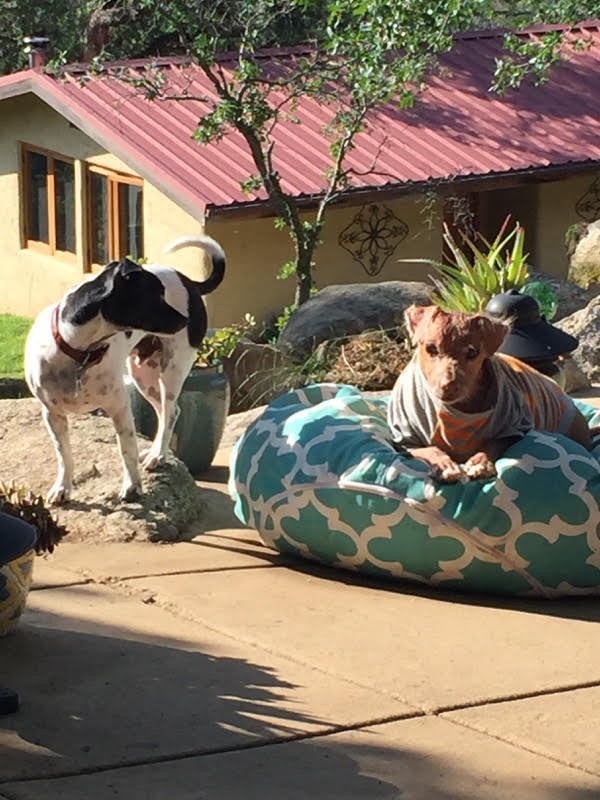 Jóra fordult a borzasztó körülmények között tartott vak és rákos kutya sorsa