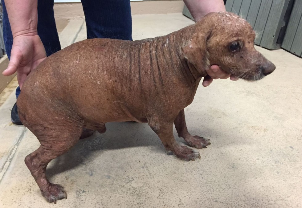 Jóra fordult a borzasztó körülmények között tartott vak és rákos kutya sorsa