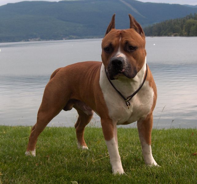 Ez egy staffordshire terrier