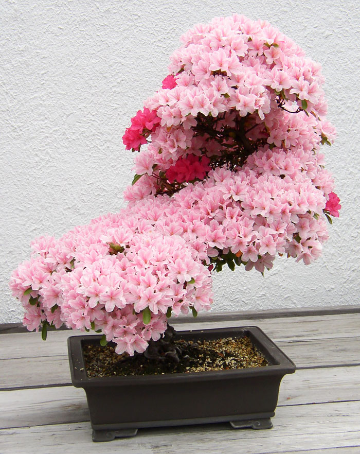 Dekoráld fákkal a lakásod: 6 gyönyörű bonsai