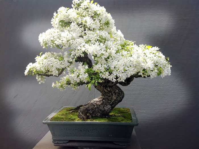 Dekoráld fákkal a lakásod: 6 gyönyörű bonsai