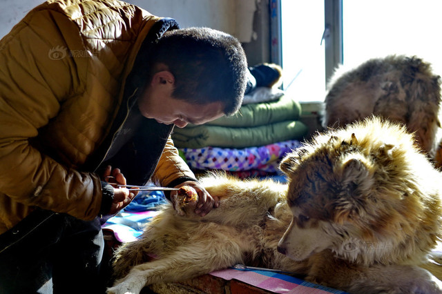 Minden vagyonát halálra ítélt állatokra költötte