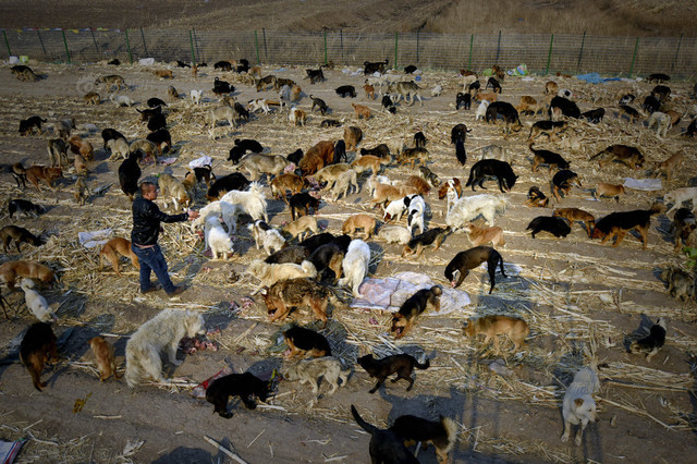 Minden vagyonát halálra ítélt állatokra költötte