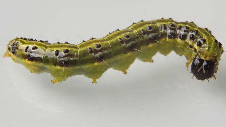 forrás: Wikipedia/Sarah Ewart