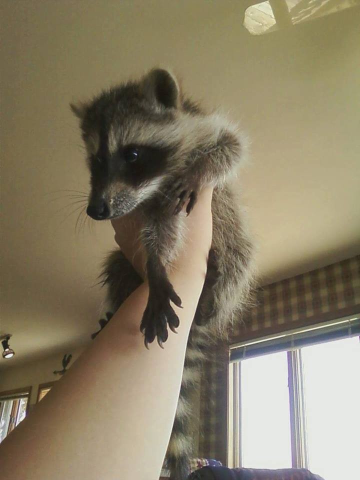 Macskája segítségével mentette meg az árva mosómedvét - képek