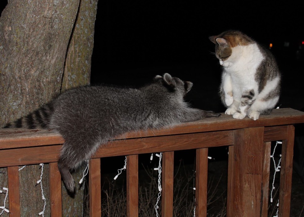 Macskája segítségével mentette meg az árva mosómedvét - képek