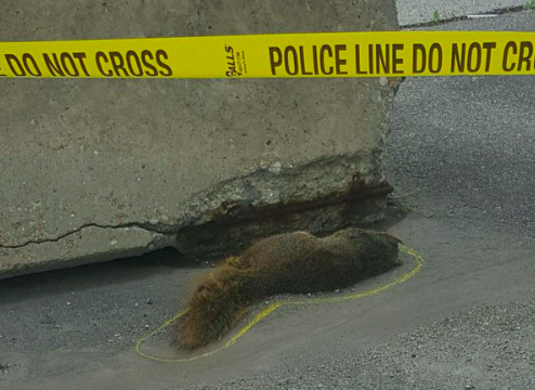 Így gyászolták a rendőrök szeretett kabalamókusukat Így gyászolták a rendőrök szeretett kabalamókusukat